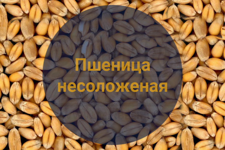 Пшеница несоложеная (Россия), 1 кг