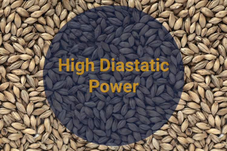 Солод High Diastatic Power (Crisp), 1 кг