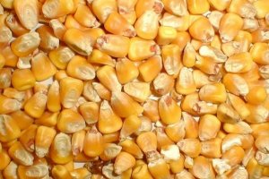Кукуруза несоложеная (Россия), 1 кг
