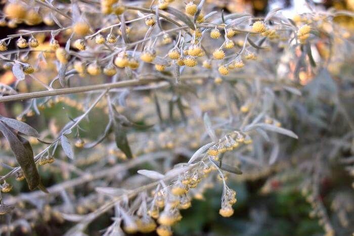 Полынь горькая (Artemisia absinthium) - основа домашнего абсента