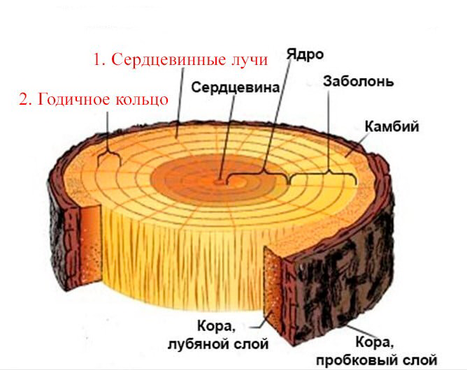 Рисунок образованный годичными кольцами называется
